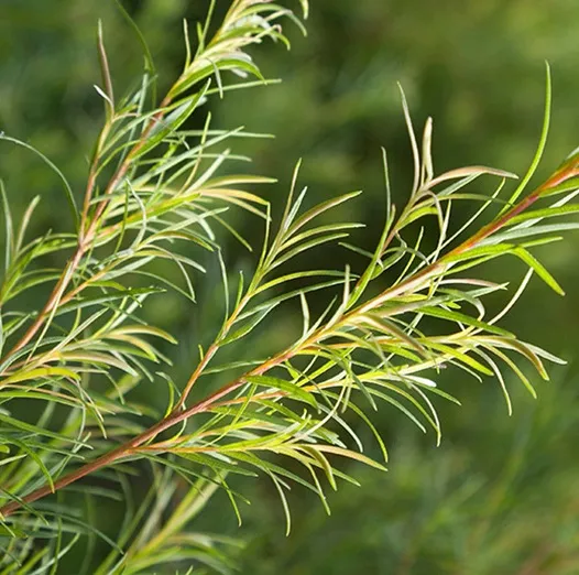 Tea Tree Essential Oil Chinese 5